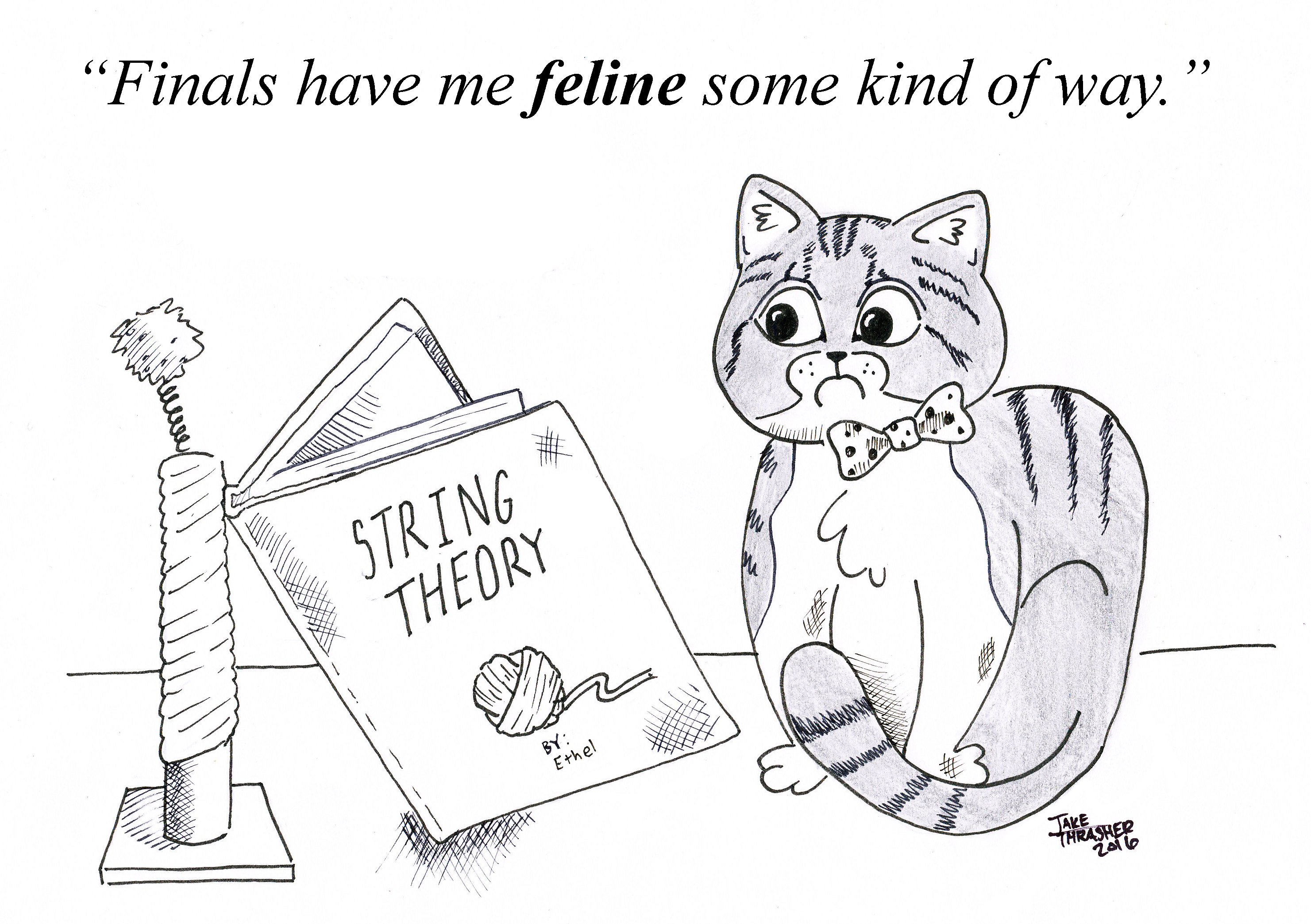cat, sandwich, finals