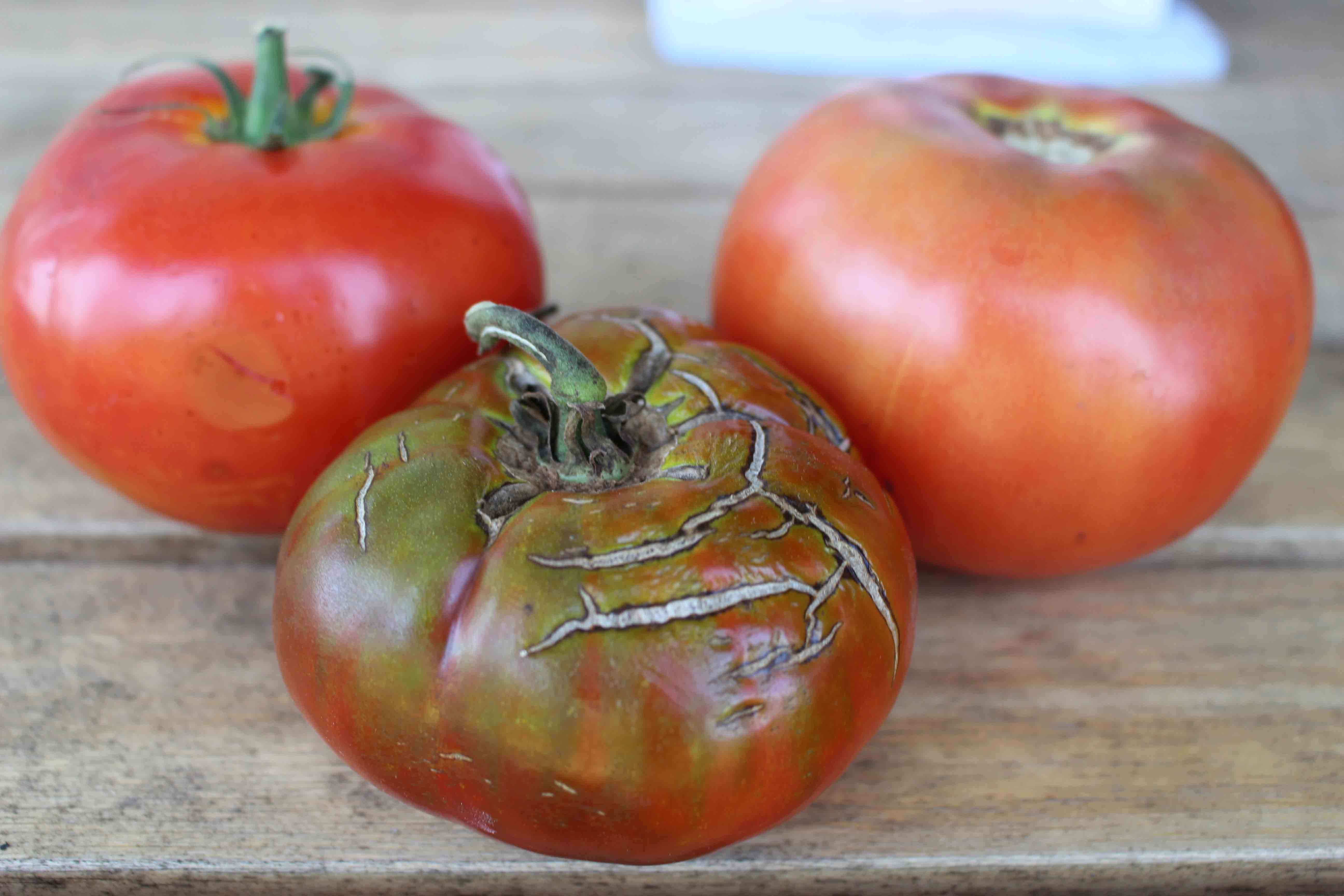 Ode to tomatoes: the foodie’s summer fling Ode to tomatoes: the foodie’s summer fling