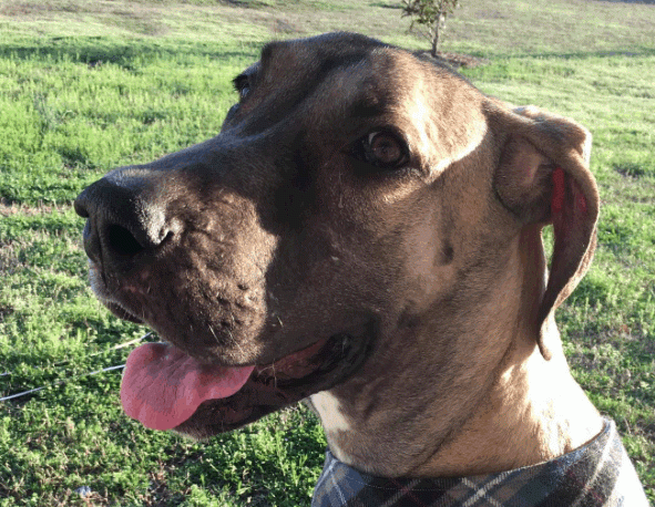 Service dog spends three days in ICU after being assaulted