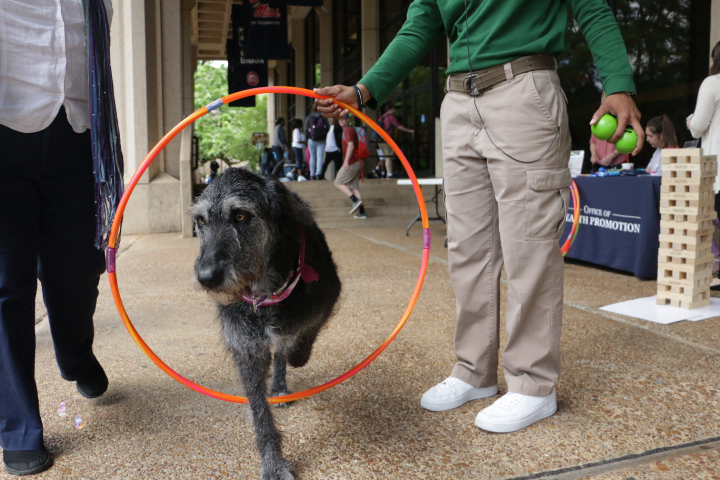 Office of Health Promotion helps de-stress before finals