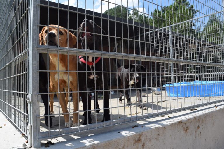 Oxford Dog Park to raises money to build community
