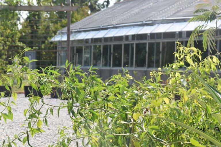 Pharmacy leads research in marijuana, other plants