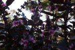 img_7507