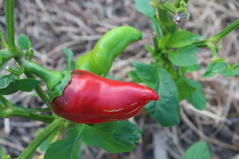 University helps Boys and Girls club create community garden