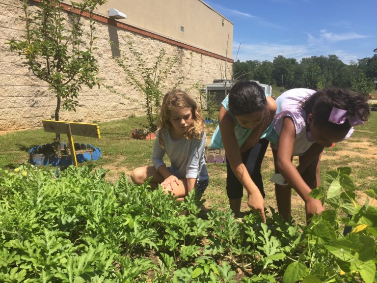 Good Food for Oxford Schools digs up new ideas
