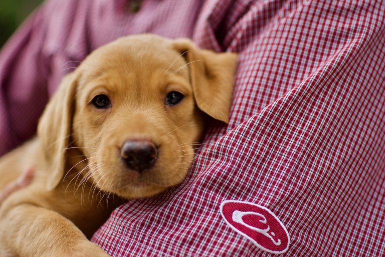 Marty Roberts’ passion for dog training puts Sporting Life Kennels on the map