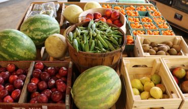 chicory market