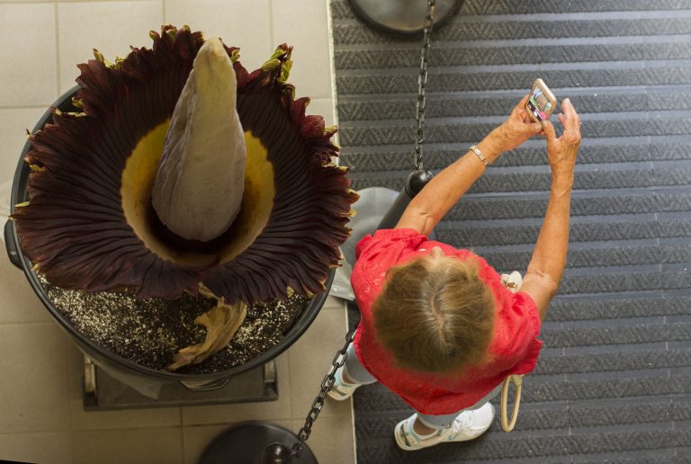 Ole Miss’ third corpse flower blooms on campus