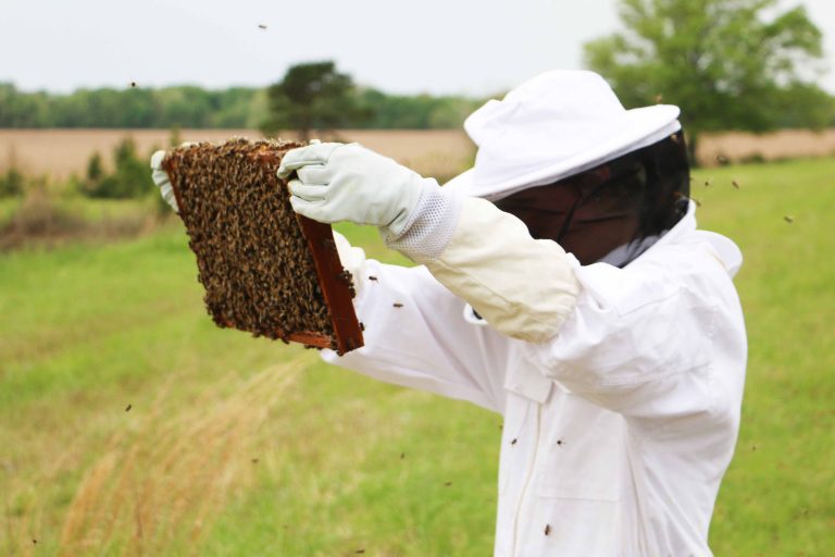 Hive sweet hive: A year later, Beekeepers Club populates its first hives